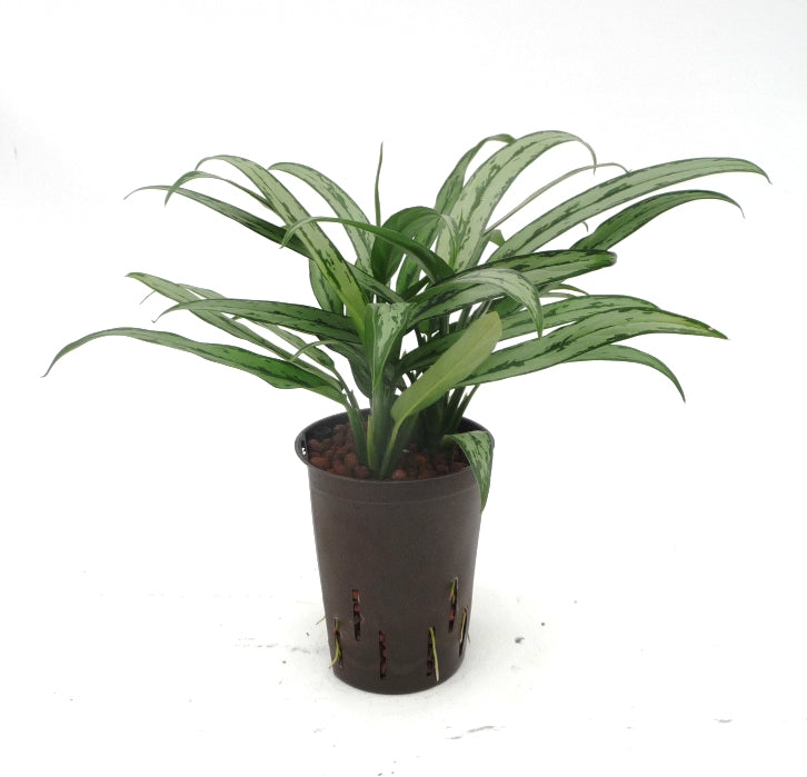 Aglaonema cutlass 40 cm