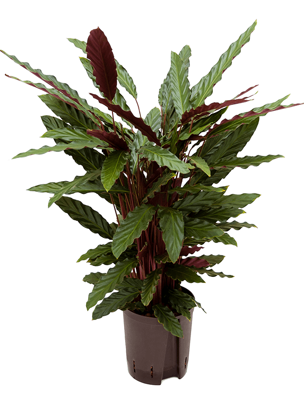 Calathea mix 60 cm