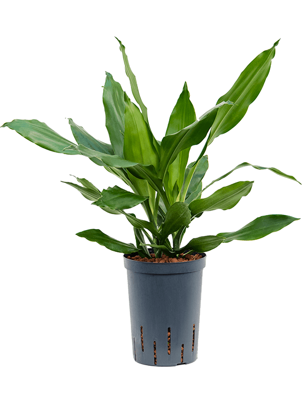 Dracaena fragrans 75cm