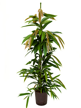 Ficus binn. Amstel King 120cm