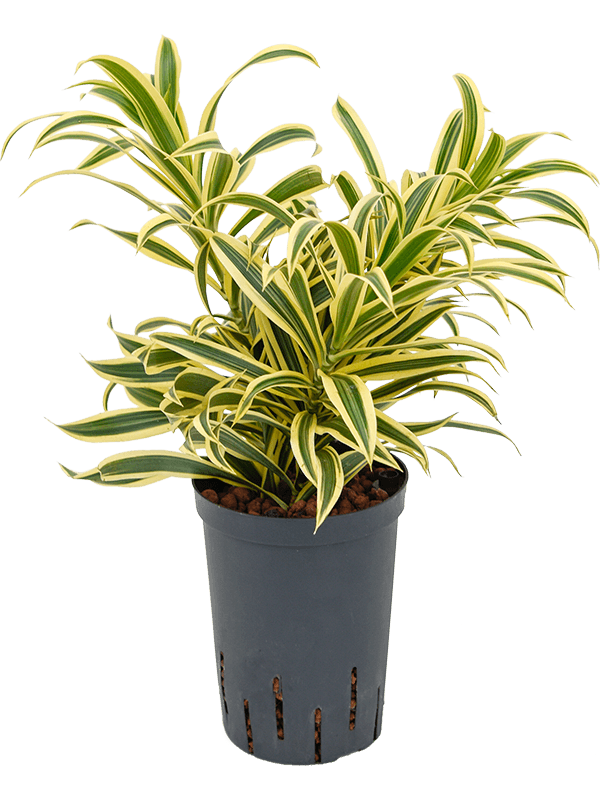 Dracaena reflexa S.o.India  30