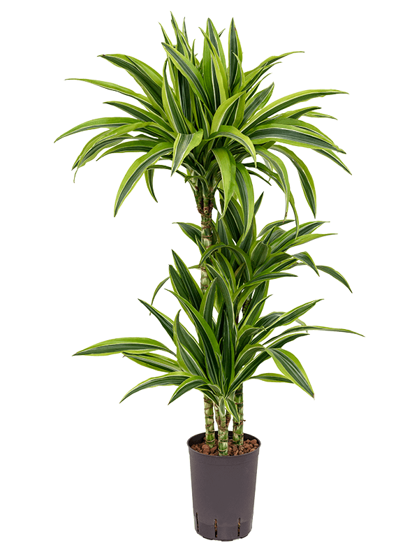 Dracaena der. Lemon Line 40cm