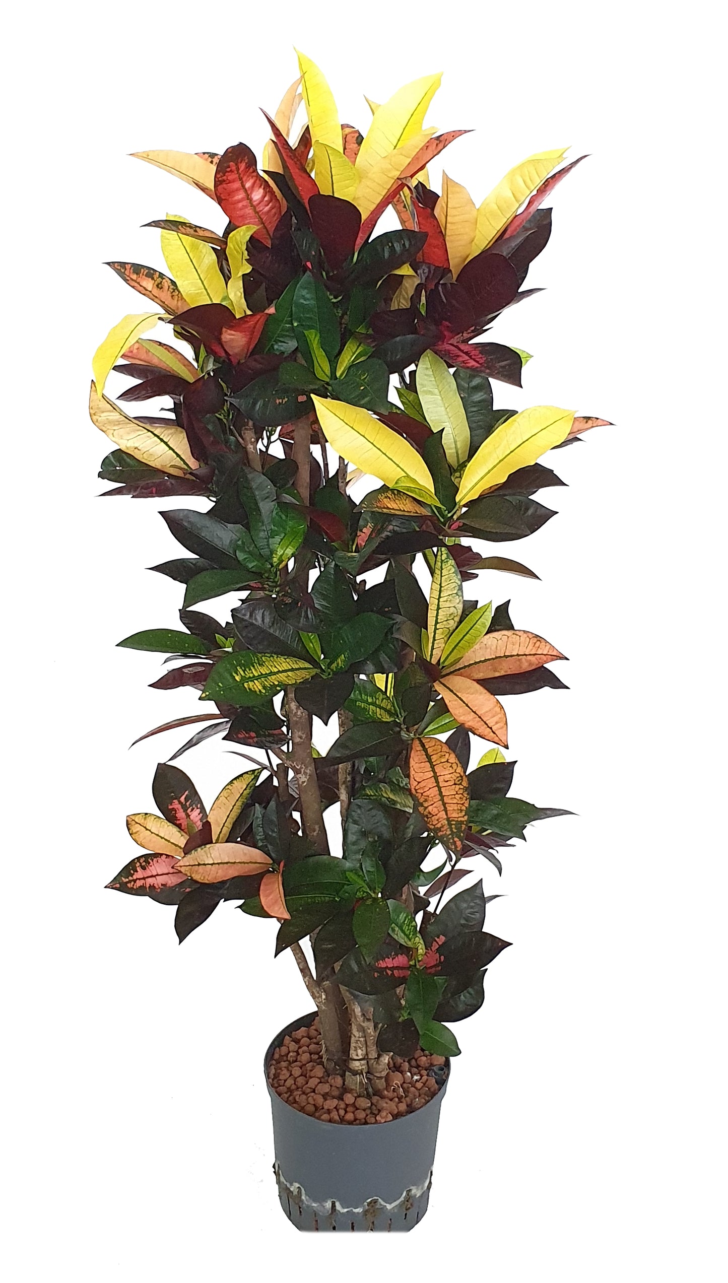 Codiaeum/Croton Iceton 120-130