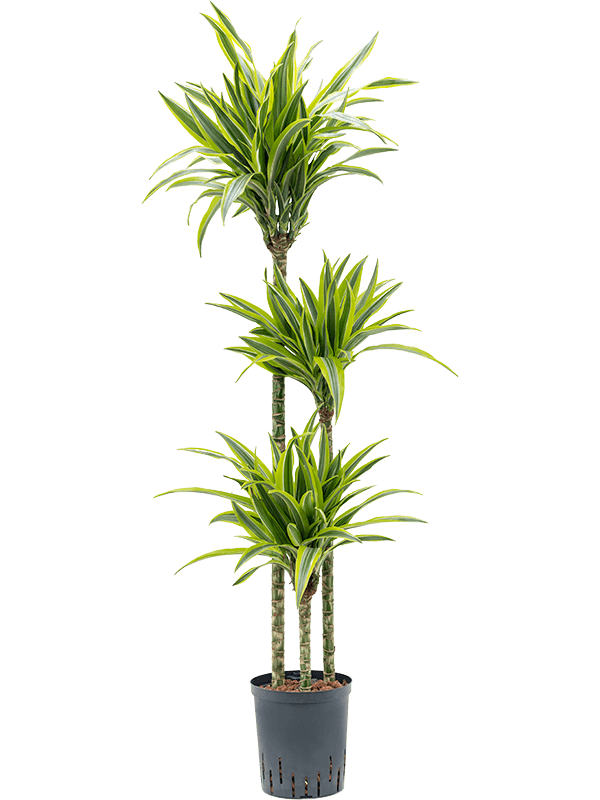 Dracaena der. Lemon Line 40cm