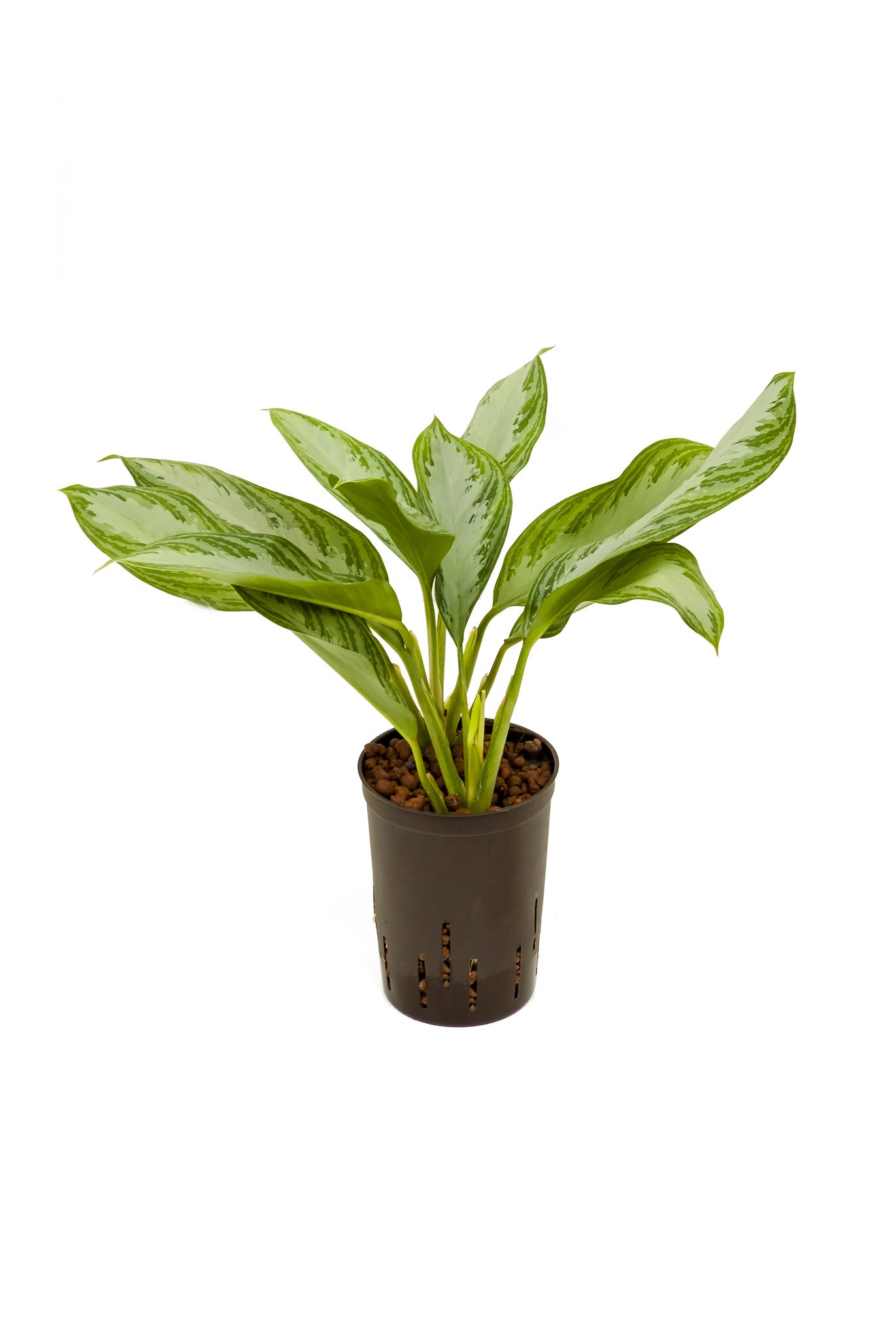 Aglaonema com. Silver Bay 45cm