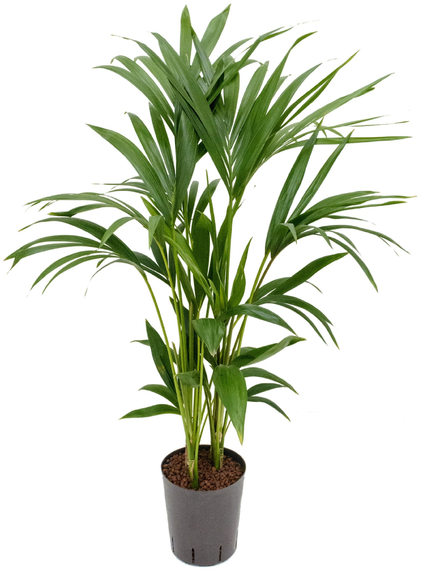 Howea forst.(Kentia)  80cm