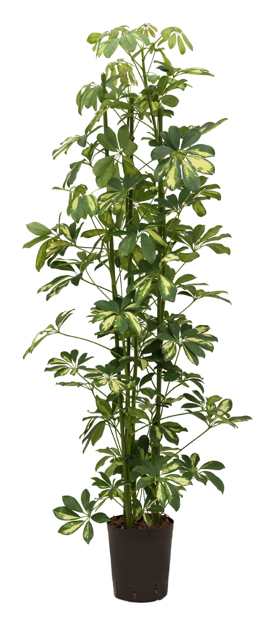 Schefflera Gold Capella 80-90