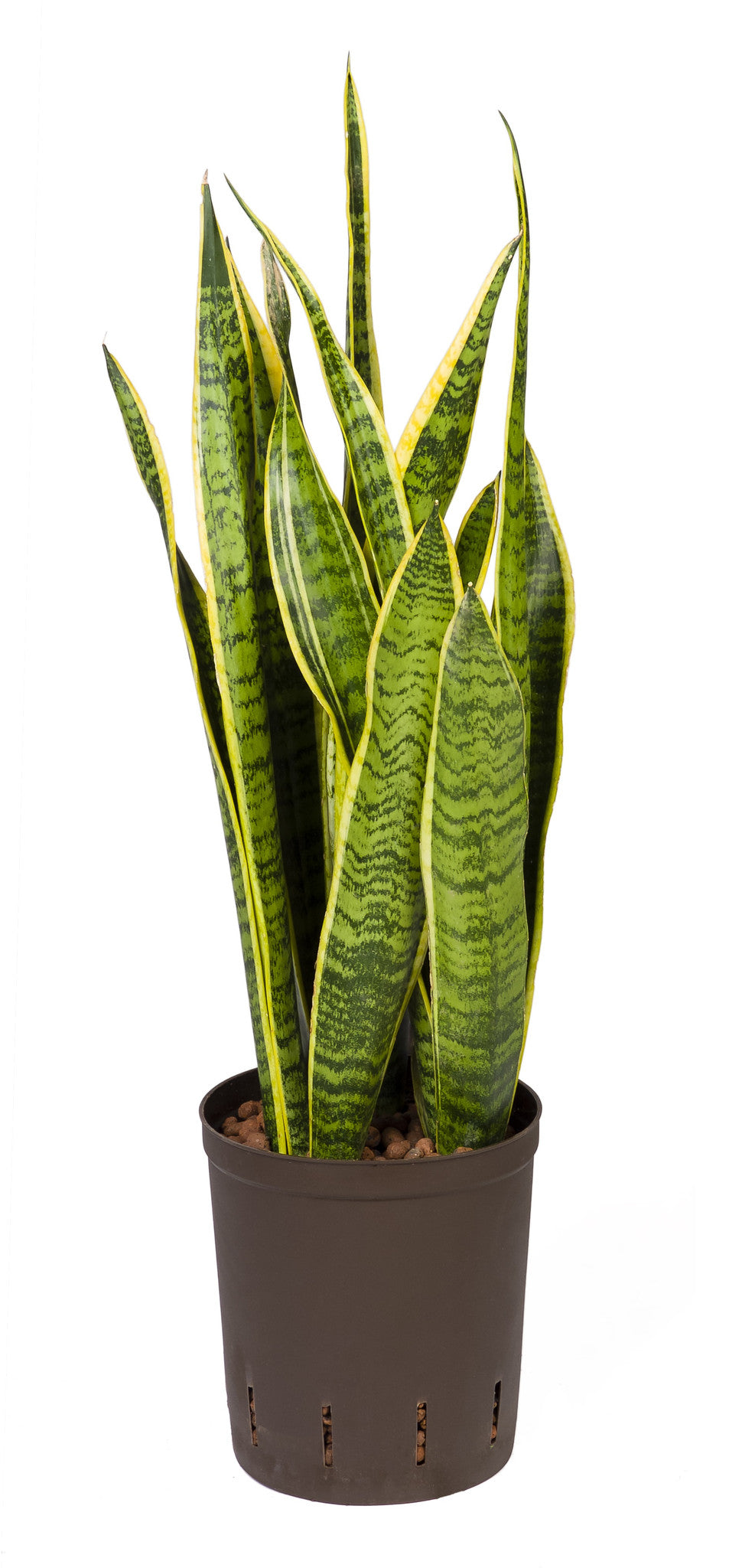 Sansevieria tr Laurentii