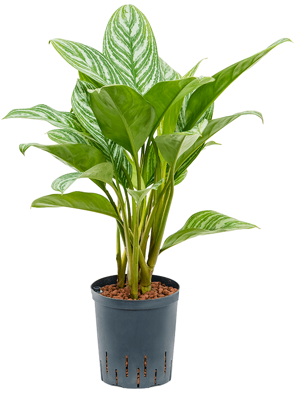 Aglaonema Stripes 50cm