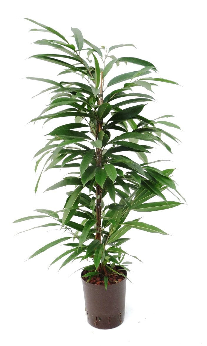 Ficus binn. Amstel King 120cm