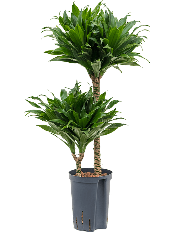 Dracaena der J.C.Compacta 40cm