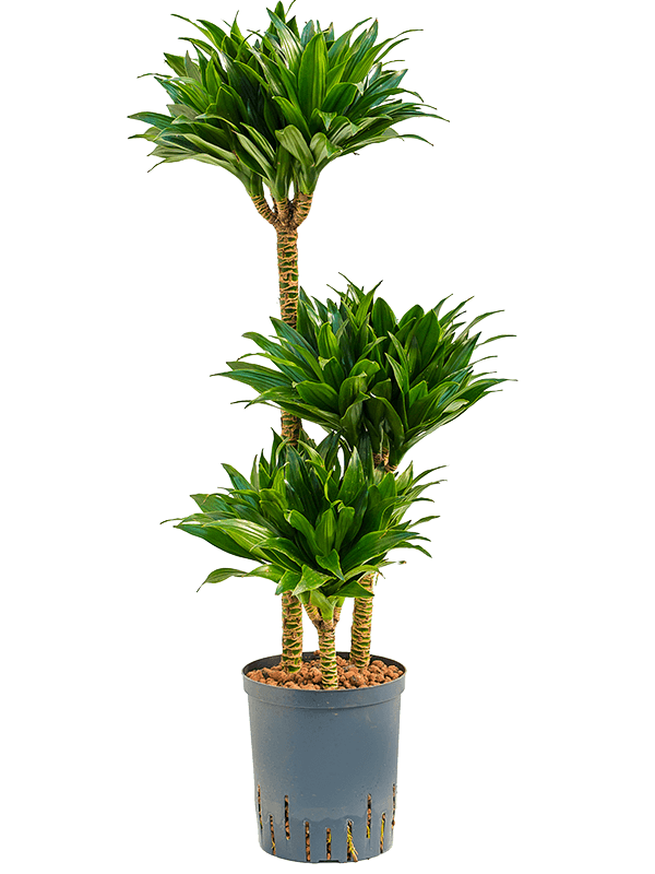 Dracaena der J.C.Compacta 40cm