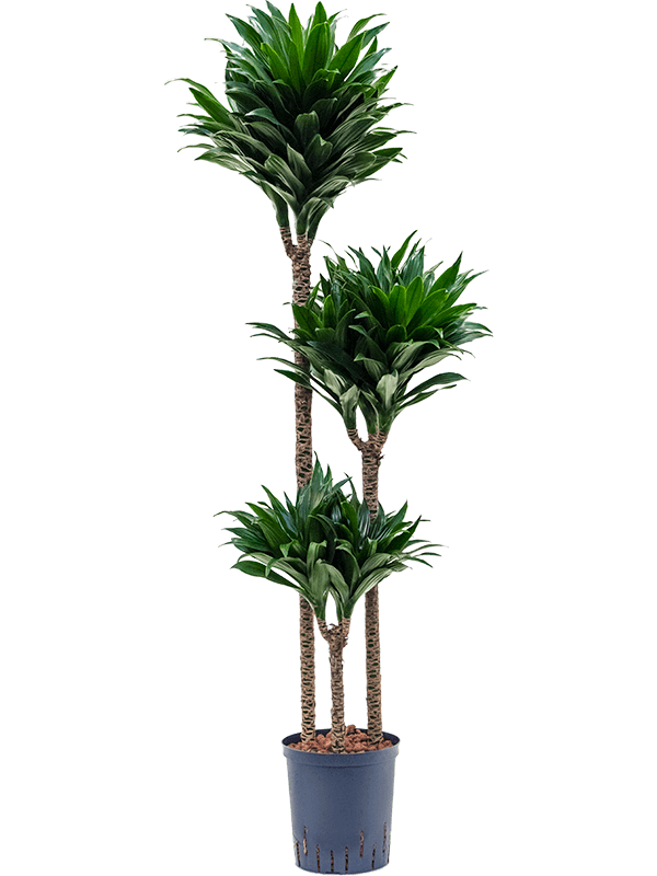 Dracaena der J.C.Compacta 40cm