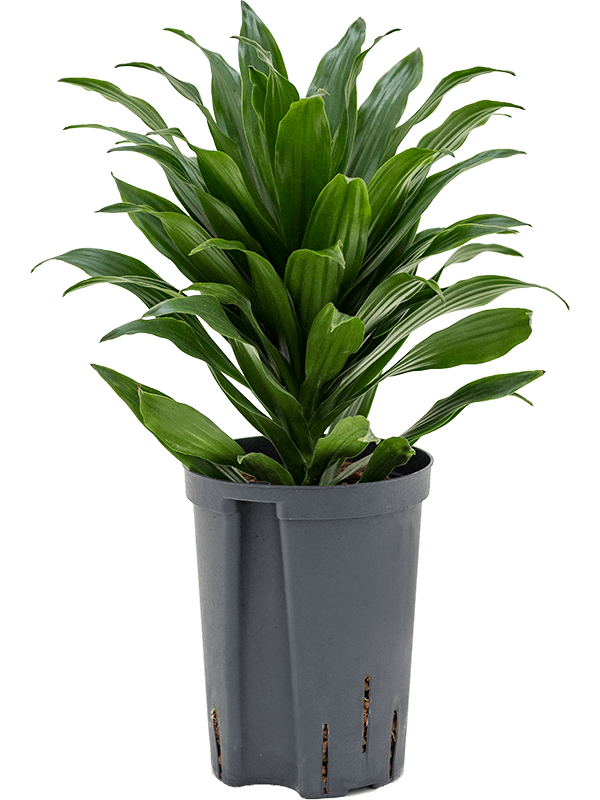 Dracaena der J.C.Compacta 40cm