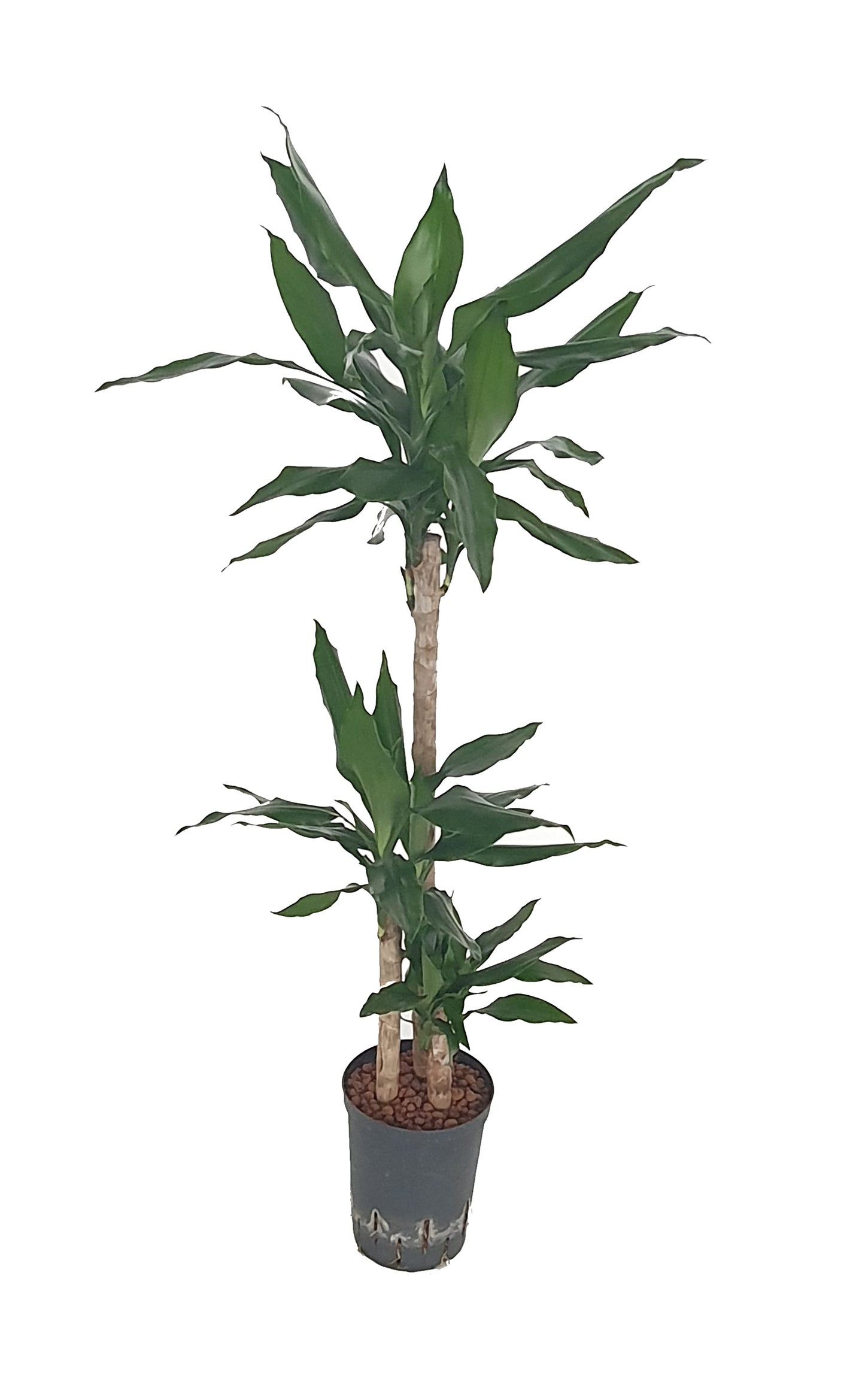 Dracaena fragrans 75cm