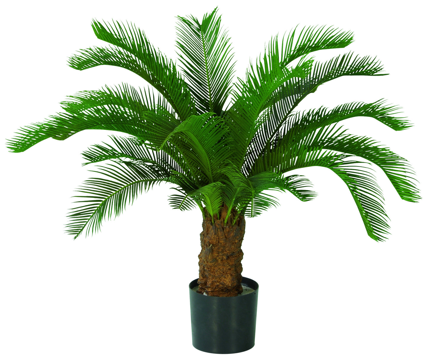 Cycas Stamm 80 cm grün