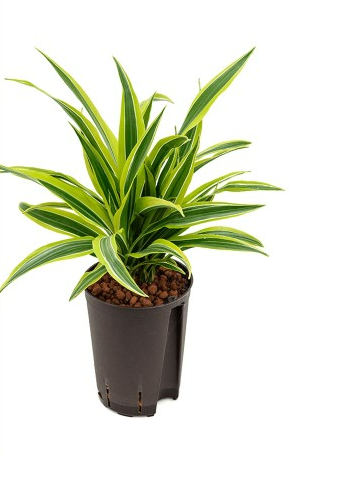 Dracaena der. Lemon Line 40cm