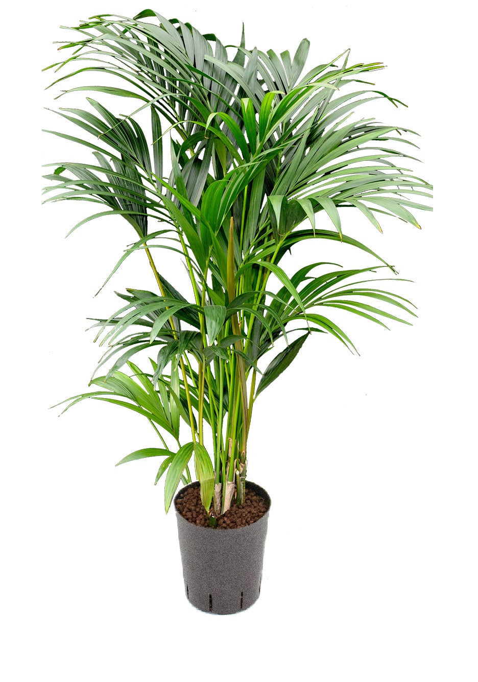 Howea forst.(Kentia)  80cm